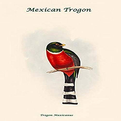Buyenlarge 0-587-31827-9-G1827 'Mexican Trogon-Trogon Maxicanus' Giclee Fine Art Print, 18" x 27"