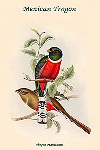 Buyenlarge 0-587-31828-7-G1624 Mexican Trogon Trogon Maxicanus Fine Art Giclee Print, 16" x 24"