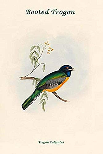Buyenlarge 0-587-31833-3-G1624 Trogon Caligatus Booted Trogon Fine Art Giclee Print, 16" x 24"