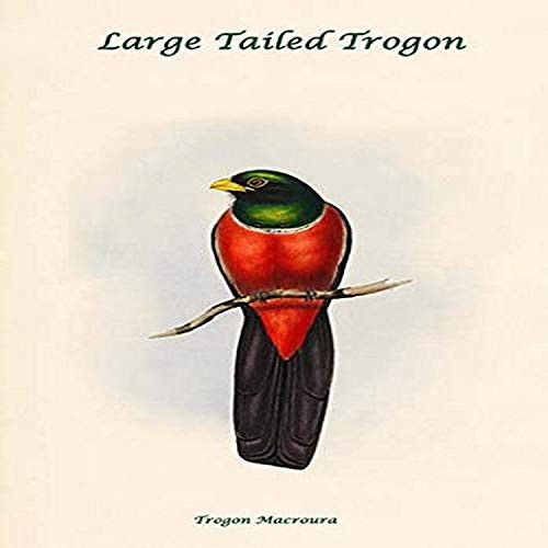 Buyenlarge 0-587-31845-7-G812 Trogon Macroura-Large Tailed Trogon Fine Art Giclee Print, 8 x 12