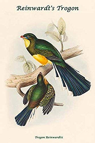 Buyenlarge 0-587-31854-6-G1624 Trogon Reinwardtii Reinwardt's Trogon Fine Art Giclee Print, 16" x 24"