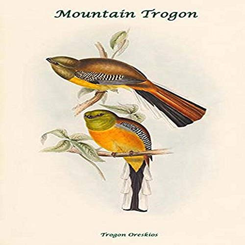 Buyenlarge 0-587-31861-9-G812 Trogon Oreskios-Mountain Trogon Fine Art Giclee Print, 8 x 12