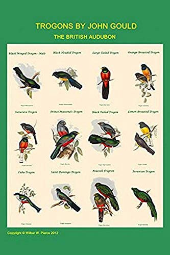 Buyenlarge 0-587-31863-5-G1624 Gould Trogon Poster Fine Art Giclee Print, 16" x 24"