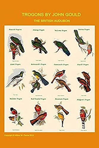 Buyenlarge 0-587-31864-3-G1624 Gould Trogon Poster Fine Art Giclee Print, 16" x 24"