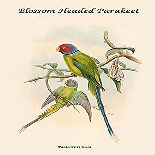Buyenlarge 0-587-31893-7-G1827 'Palaeornis Rosa-Blossom-Headed Parakeet' Giclee Fine Art Print, 18" x 27" Buyenlarge 0-587-31893-7-G1827 'Palaeornis Rosa-Blossom-Headed Parakeet' Giclee Fine Art Print, 18" x 27"
