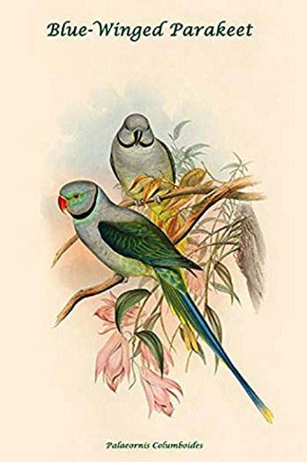 Buyenlarge 0-587-31898-8-G1624 Palaeornis Columboides Blue Winged Parakeet Fine Art Giclee Print, 16" x 24"