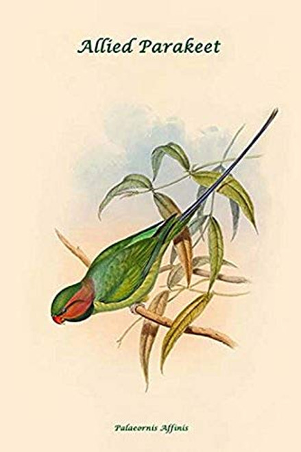 Buyenlarge 0-587-31902-x-G1624 Palaeornis Affinis Allied Parakeet Fine Art Giclee Print, 16" x 24"