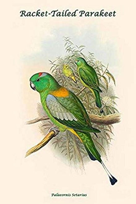 Buyenlarge 0-587-31903-8-G1624 Palaeornis Setarius Racket Tailed Parakeet Fine Art Giclee Print, 16" x 24"