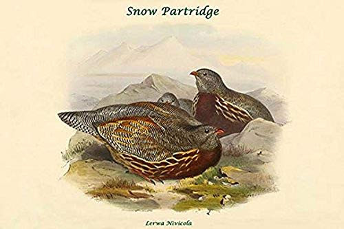 Buyenlarge 0-587-32062-1-G1624 Lerwa Nivicola Snow Partridge Fine Art Giclee Print, 16" x 24" Buyenlarge 0-587-32062-1-G1624 Lerwa Nivicola Snow Partridge Fine Art Giclee Print, 16" x 24"