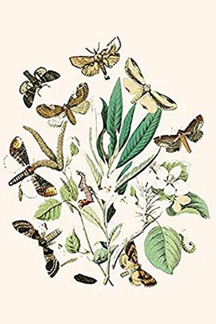 Buyenlarge 0-587-32149-0-G1624 European Butterflies & Moths Fine Art Giclee Print, 16" x 24"