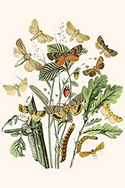 Buyenlarge 0-587-32152-0-G1624 European Butterflies & Moths Fine Art Giclee Print, 16" x 24" Buyenlarge 0-587-32152-0-G1624 European Butterflies & Moths Fine Art Giclee Print, 16" x 24"