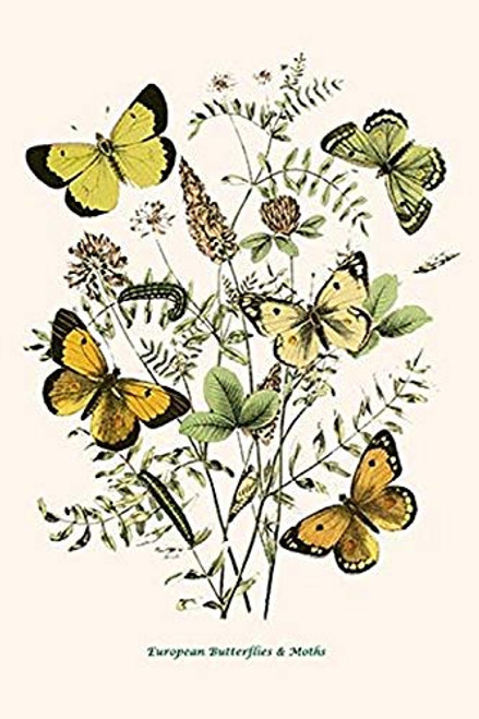 Buyenlarge 0-587-32183-0-G1624 European Butterflies & Moths Fine Art Giclee Print, 16" x 24" Buyenlarge 0-587-32183-0-G1624 European Butterflies & Moths Fine Art Giclee Print, 16" x 24"