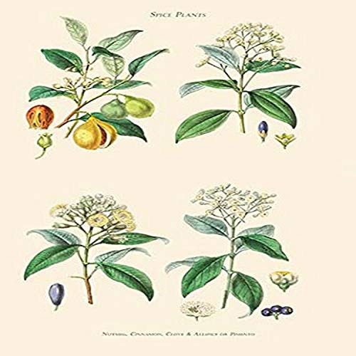 Buyenlarge Spice Plants. Nutmeg, Cinnamon, Clove, Allspice or Pimento - 8" X 12" Fine Art Giclee Print Buyenlarge Spice Plants. Nutmeg, Cinnamon, Clove, Allspice or Pimento - 8" X 12" Fine Art Giclee Print