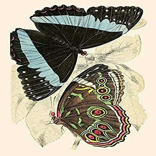 Buyenlarge 0-587-32299-3-G1827 'European Butterflies & Moths' Giclee Fine Art Print, 18" x 27"
