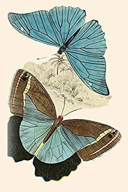 Buyenlarge 0-587-32300-0-G1624 European Butterflies & Moths Fine Art Giclee Print, 16" x 24"