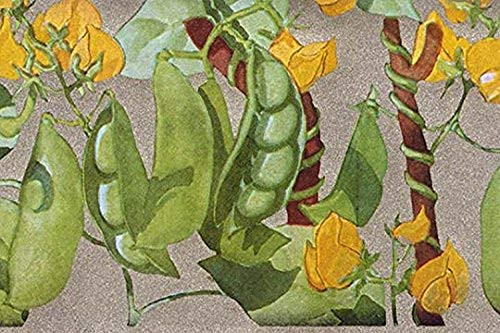 Buyenlarge 0-587-33488-6-G1624 Tiny Green Lima Beans Fine Art Giclee Print, 16" x 24"