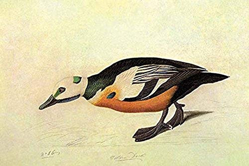 Buyenlarge 0-587-53576-L-G1624 Stellers Eider Fine Art Giclee Print, 16" x 24"