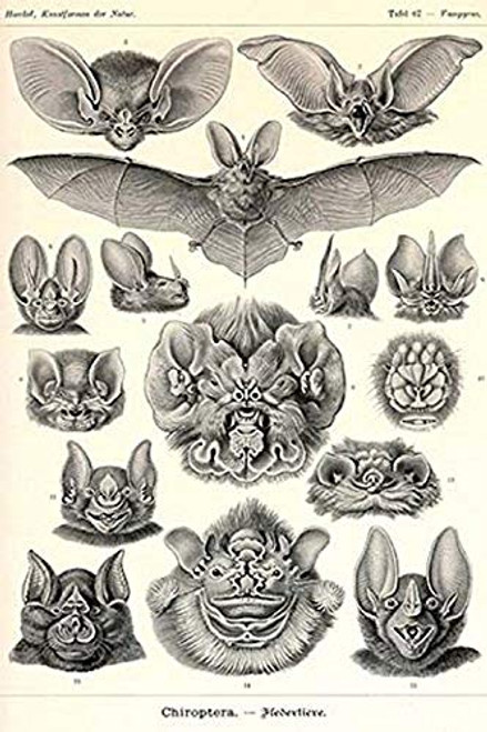 Buyenlarge 0-587-64556-L-G1624 Bats Fine Art Giclee Print, 16" x 24"