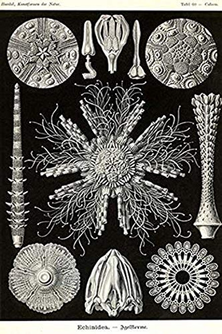 Buyenlarge 0-587-64576-L-G1624 Echinoderms Fine Art Giclee Print (Edition 6558), 16" x 24" Buyenlarge 0-587-64576-L-G1624 Echinoderms Fine Art Giclee Print (Edition 6558), 16" x 24"