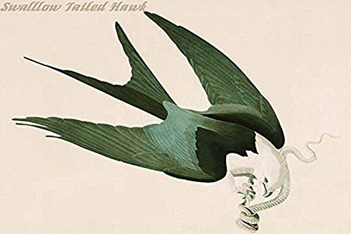 Buyenlarge 0-587-64640-L-G1624 Swalllow Tailed Hawk Fine Art Giclee Print, 16" x 24"