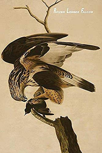 Buyenlarge 0-587-64657-L-G1624 Rough Legged Falcon Fine Art Giclee Print, 16" x 24"