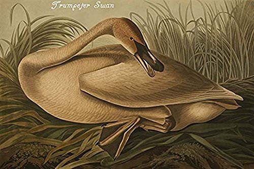Buyenlarge 0-587-64660-L-G1624 Trumpeter Swan Fine Art Giclee Print (Edition 6580), 16" x 24"