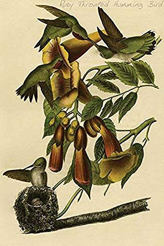 Buyenlarge 0-587-64672-L-G1624 Ruby Throated Humming Bird Fine Art Giclee Print, 16" x 24"