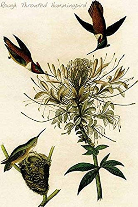 Buyenlarge 0-587-64673-L-G1624 Rough Throated Hummingbird Fine Art Giclee Print, 16" x 24" Buyenlarge 0-587-64673-L-G1624 Rough Throated Hummingbird Fine Art Giclee Print, 16" x 24"