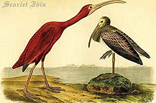 Buyenlarge 0-587-64678-L-G1624 Scarlet Ibis Fine Art Giclee Print (Edition 6583), 16" x 24" Buyenlarge 0-587-64678-L-G1624 Scarlet Ibis Fine Art Giclee Print (Edition 6583), 16" x 24"