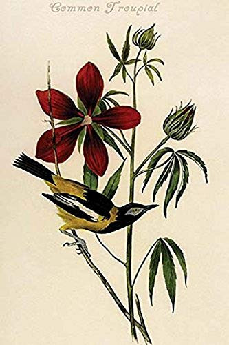 Buyenlarge 0-587-64690-L-G1624 Common Troupial Fine Art Giclee Print, 16" x 24"