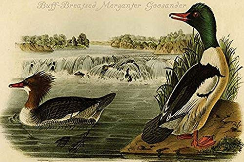 Buyenlarge 0-587-64714-L-G1624 Buff-Breatsed Merganter Goosander Fine Art Giclee Print, 16" x 24"