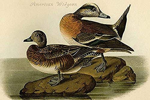 Buyenlarge 0-587-64715-L-G1624 American Widgeon Fine Art Giclee Print, 16" x 24"