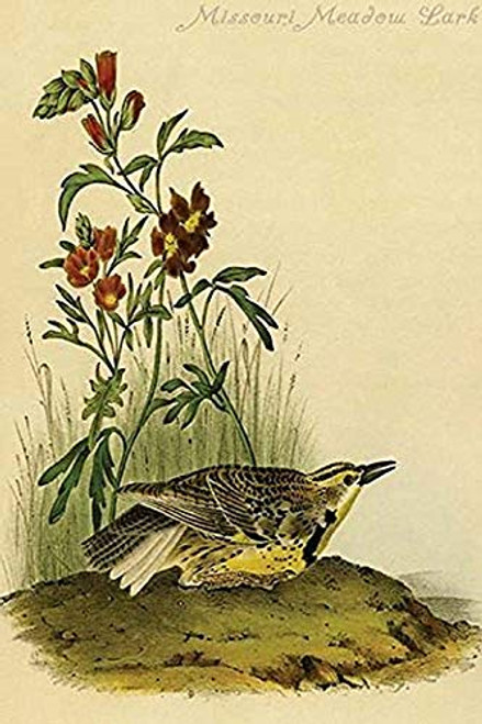 Buyenlarge 0-587-64728-L-G1624 Missouri Meadow Lark Fine Art Giclee Print, 16" x 24"