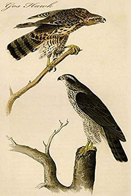 Buyenlarge 0-587-64736-L-G1624 Gos Hawk Fine Art Giclee Print, 16" x 24" Buyenlarge 0-587-64736-L-G1624 Gos Hawk Fine Art Giclee Print, 16" x 24"