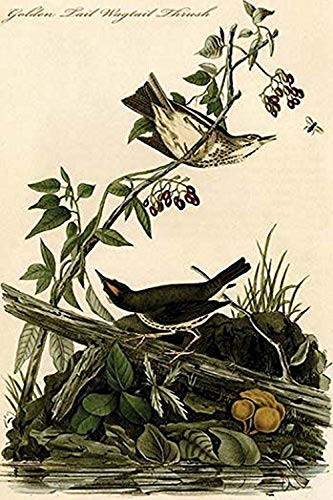 Buyenlarge 0-587-64747-L-G1624 Golden Tail Wagtail Thrush Fine Art Giclee Print, 16" x 24"