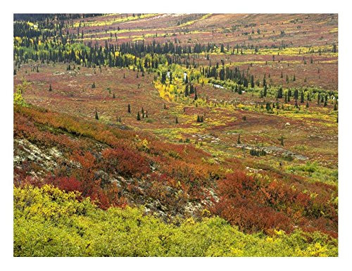 Global Gallery Art on a Budget DP-397060-1824 Tim Fitzharris Autumn Tundra with Boreal Forest Tombstone Park Yukon Territory Canada Unframed Giclee on