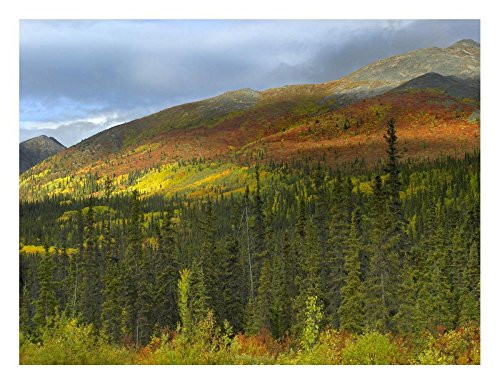Global Gallery Art on a Budget DP-397128-1824 Tim Fitzharris Boreal Forest Beneath Goldensides Mountain Tombstone Park Yukon Territory Canada Unframed