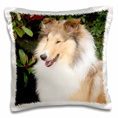 3dRose Purebred Rough Collie Dog-Na02 Pwo0090-Piperanne Worcester-Pillow Case, 16 by 16" (pc_140333_1) 3dRose Purebred Rough Collie Dog-Na02 Pwo0090-Piperanne Worcester-Pillow Case, 16 by 16" (pc_140333_1)