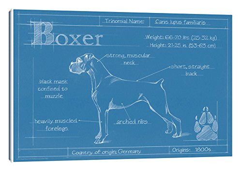 iCanvasART Blueprint of A Boxer Canvas Print by Ethan Harper, 18" x 12"
