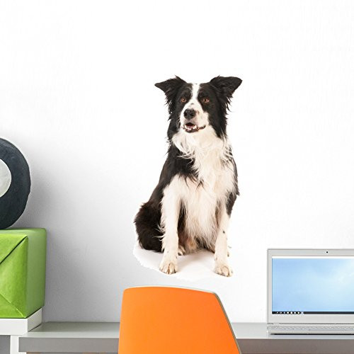 Wallmonkeys FOT-85898462-18 WM359306 Border Collie Peel and Stick Wall Decals H x 18 in W, 18" 18" W-Small