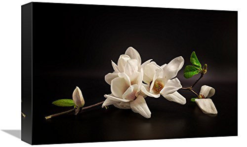 Global Gallery Tony08 'Magnolia' Stretched Canvas Artwork, 18x12