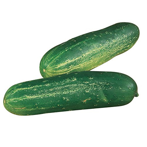 Burpee Straight Eight Slicing Cucumber Seeds 200 seeds Burpee Straight Eight Slicing Cucumber Seeds 200 seeds