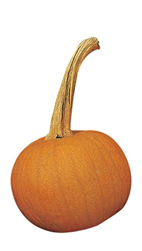 Burpee Early Sweet Sugar Pie Pumpkin Seeds 35 seeds