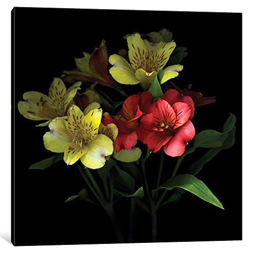 iCanvasART iCanvas Celebration Gallery Wrapped Canvas Art Print by Magda Indigo, 12" x 12"