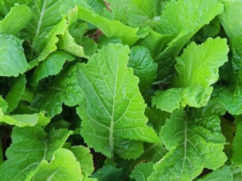 Mustard Florida Broadleaf Great Garden Vegetable Heirloom Seeds by Seed Kingdom (1 lb Seeds)