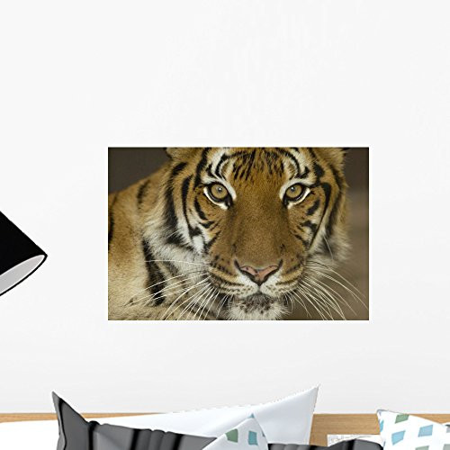 Siberian Tiger Panthera Tigris Wall Mural by Wallmonkeys Peel and Stick Graphic (18 in W x 12 in H) WM53917