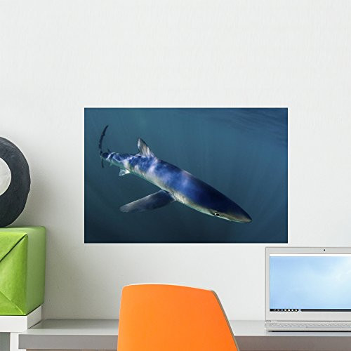 Blue Shark Prionace Glauca Wall Mural by Wallmonkeys Peel and Stick Graphic (18 in W x 12 in H) WM79027