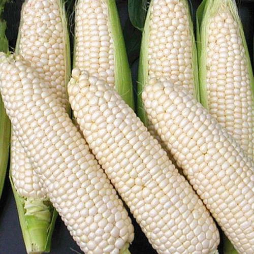 Corn Seeds 30g Sweet Silver Queen Sweet Sticky Corn Super Sweet & Tender Snow White - White corn Survival Garden Vegetable Organic Chinese Fresh Fruit Seeds for Planting outdoor for Cooking Soup Salad