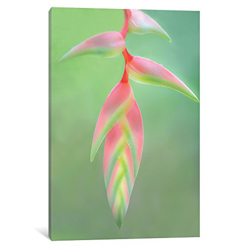 iCanvasART iCanvas Heliconia Flower, Sarapiqui, Heredia Province, Costa Rica Gallery Wrapped Canvas Art Print by Panoramic Images, 18" x 12"