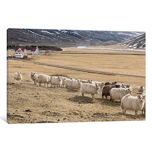 iCanvasART iCanvas Flock of Icelandic Sheep Gallery Wrapped Canvas Art Print by Panoramic Images, 12" x 8"